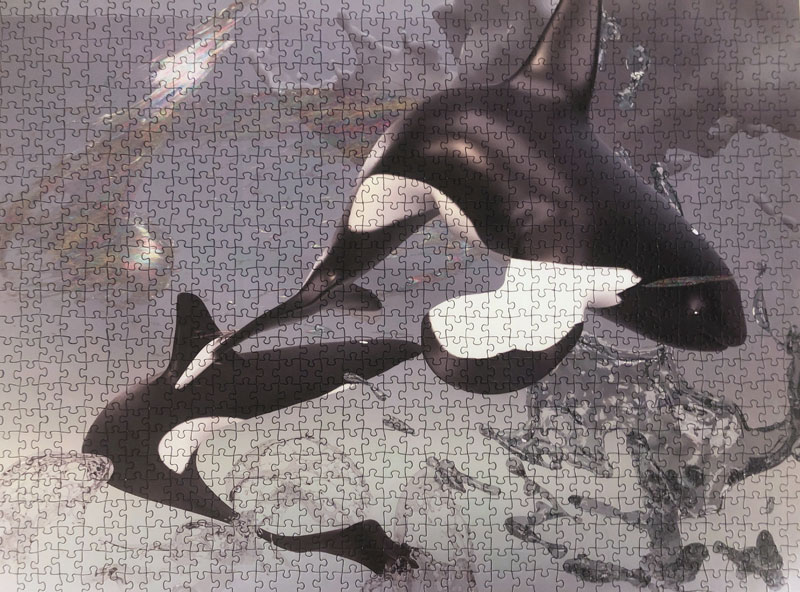 a completed jigsaw puzzle with a digital image of two orca whales in a surreal water environment